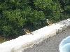 berm51
